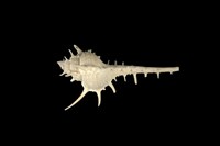 藏品(長棘骨螺)的圖片